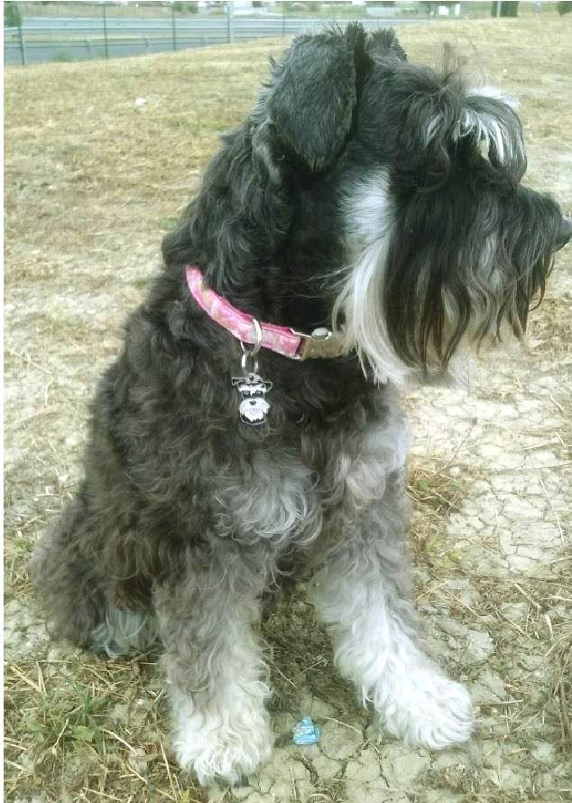 schnauzer happy.jpg